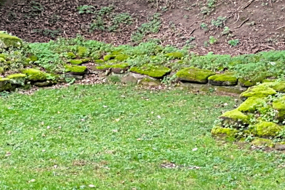 Moss-covered stone remnants forming a curved foundation at the Aldborough Roman Site, surrounded by grass and soil.