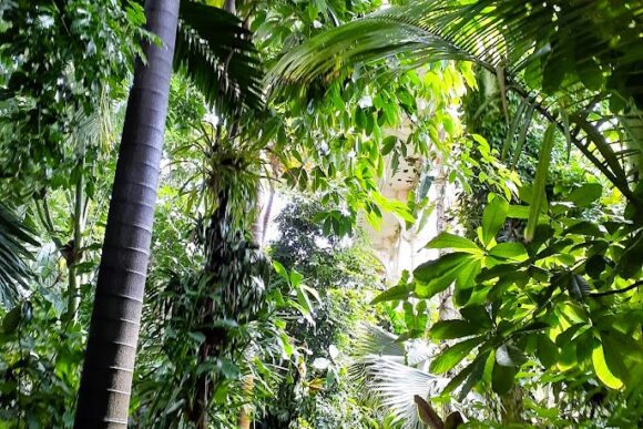 Visitors walking through a lush tropical rainforest display inside the Palm House at Kew Gardens, surrounded by towering palms, exotic plants, and dense greenery in London’s Royal Botanic Gardens.