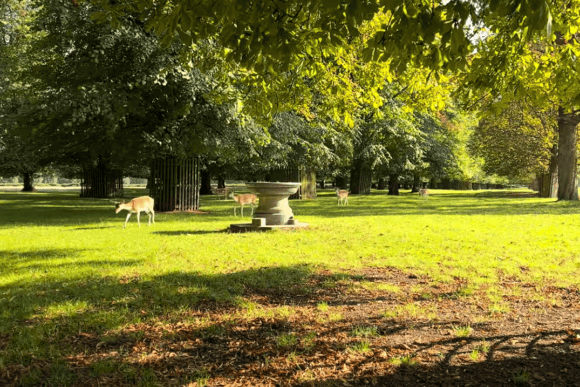 Fallow deer grazing beneath mature trees in Bushy Park, London, with sunlit lawns, historic parkland, and peaceful woodland scenery on a bright summer day.