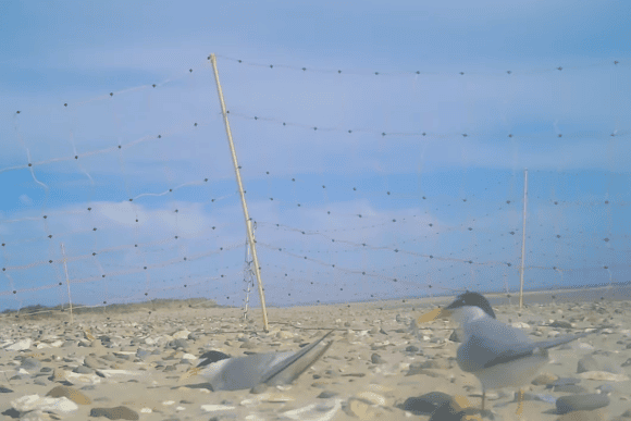 Little terns resting on the shingle beach behind protective nesting fences at Gibraltar Point National Nature Reserve in Lincolnshire under a clear blue sky.