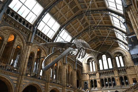 Suspended whale skeleton in the grand central hall of the Natural History Museum, London.