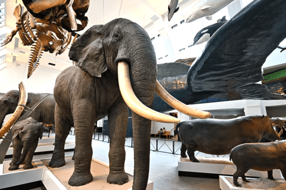 Taxidermy elephant and other animal exhibits displayed inside the Natural History Museum.
