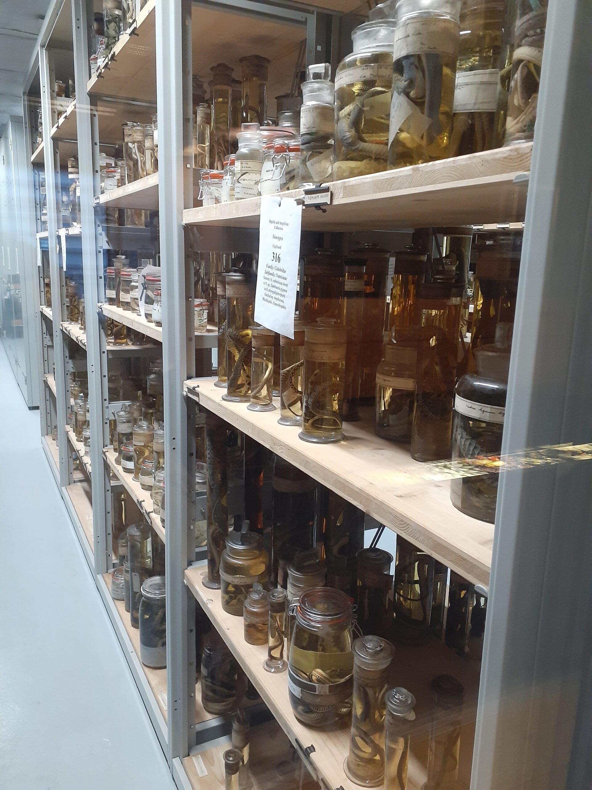 Shelves of preserved animal specimens in glass jars inside the Natural History Museum.