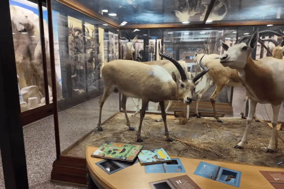 Taxidermy antelope display inside a glass case at Norwich Castle Museum.