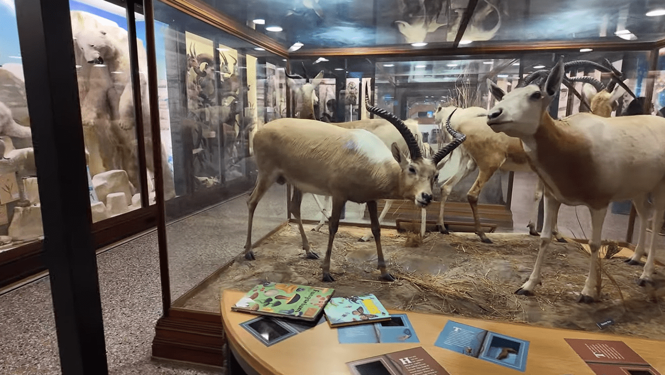 Taxidermy antelope display inside a glass case at Norwich Castle Museum.