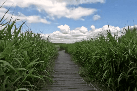 Wooden boardwalk winding through tall reed beds at RSPB Rainham Marshes Nature Reserve under a bright blue sky with fluffy clouds in Essex.
