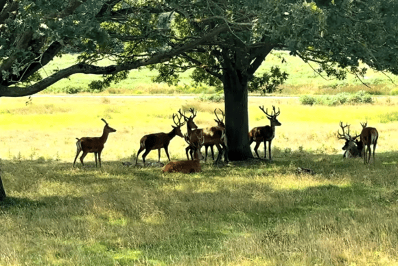 Herd of red deer stags resting beneath large oak trees in Richmond Park, London, surrounded by open grassland on a sunny summer day.