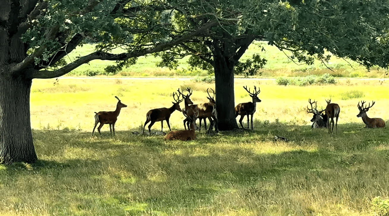 Herd of red deer stags resting beneath large oak trees in Richmond Park, London, surrounded by open grassland on a sunny summer day.
