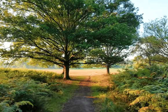 Tree-lined walking path through Richmond Park, London, surrounded by lush green ferns and ancient trees leading to open grassland in warm golden evening light.