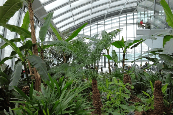 Lush tropical plants inside Sky Garden, London, beneath a striking glass atrium with modern architecture, indoor gardens, and visitors enjoying the space.