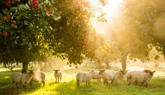 Sheep grazing beneath apple trees in a sunlit orchard at the Somerset Cider Brandy Company, where traditional cider apples are grown in the Somerset countryside.