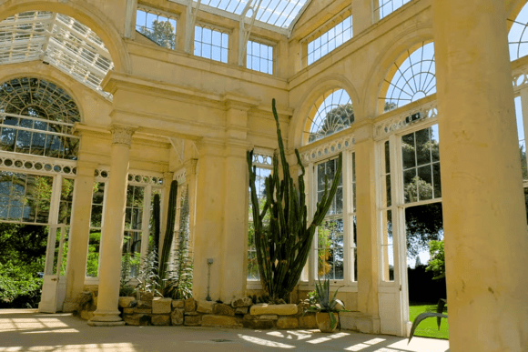 Interior of the Great Conservatory at Syon House featuring tall glass windows, classical columns, and large exotic cactus plants.