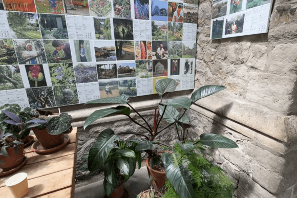 Indoor plant display at The Garden Museum in London featuring potted tropical plants beside a wall-sized collage of garden photographs, showcasing horticultural inspiration and garden design.