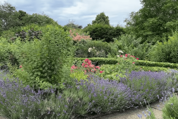 Vibrant lavender borders and colourful flower beds in Waltham Abbey Gardens, Essex, surrounded by ornamental shrubs, manicured hedges, and mature trees.