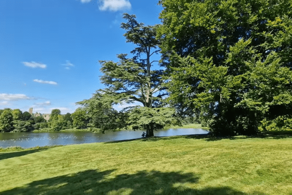 Scenic lakeside view at Sherborne Old Castle with large trees, green lawn, and calm water under a clear blue sky.